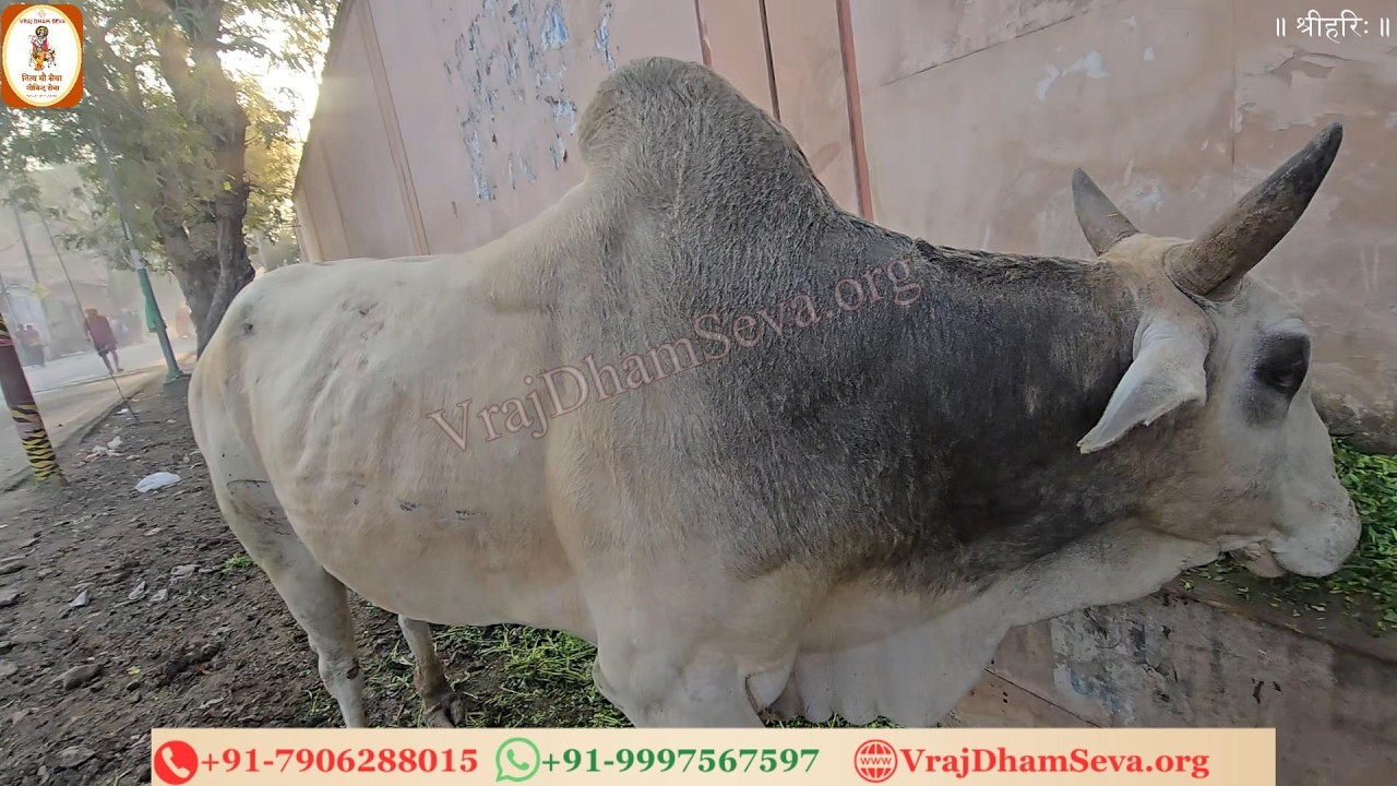 गोकुल में नंदलाल खेले, माखन चोर कहाय। वृन्दावन में रास रचे, प्रेम सुधा बरसाय॥ नित्य गाय सेवा गोविन्द