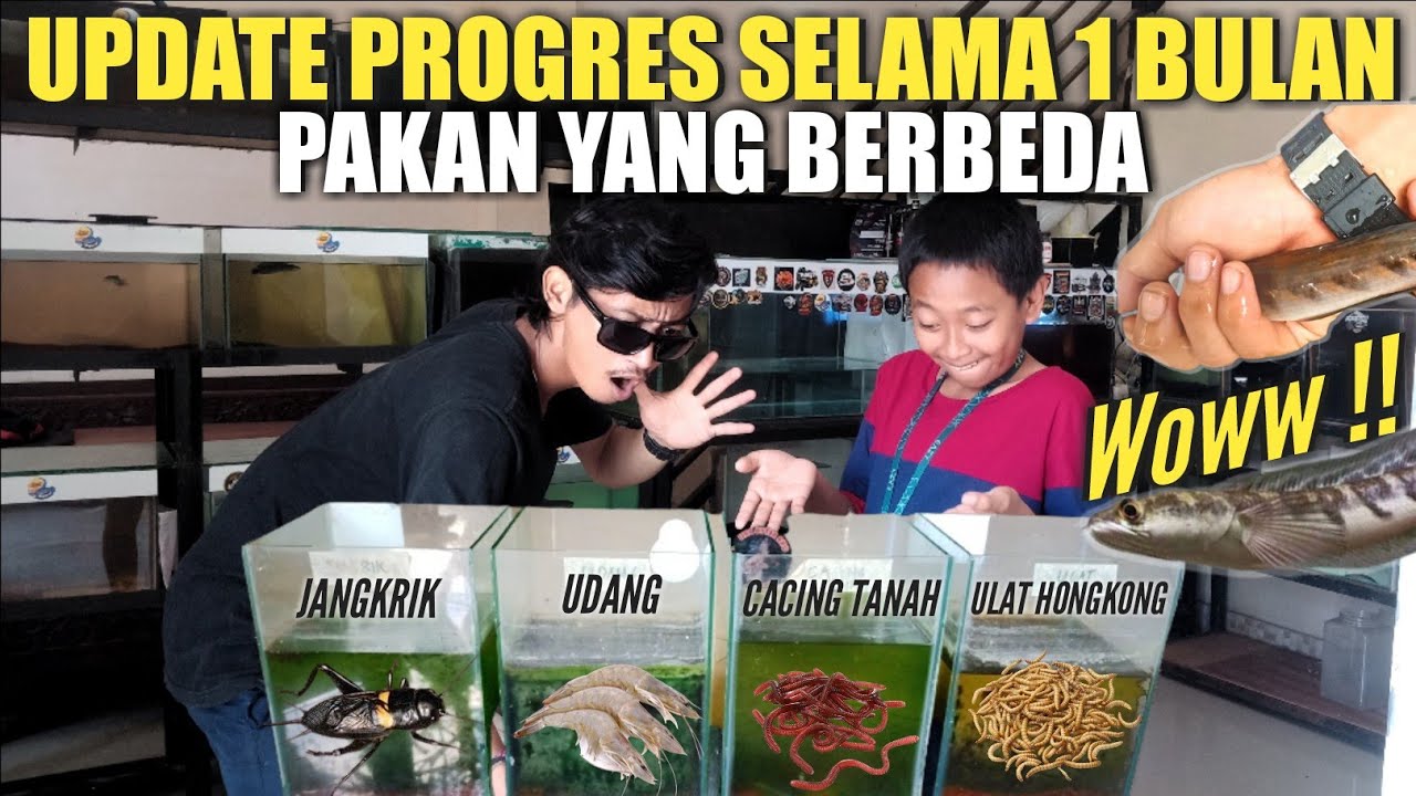 UPDATE PROGRES MARU SELAMA 1 BULAN, DENGAN PAKAN YANG BERBEDA ❗