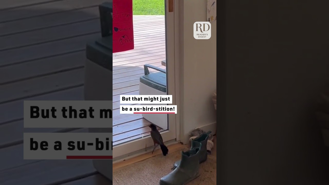 Bird Stuck Inside House Gets Freed by Homeowner