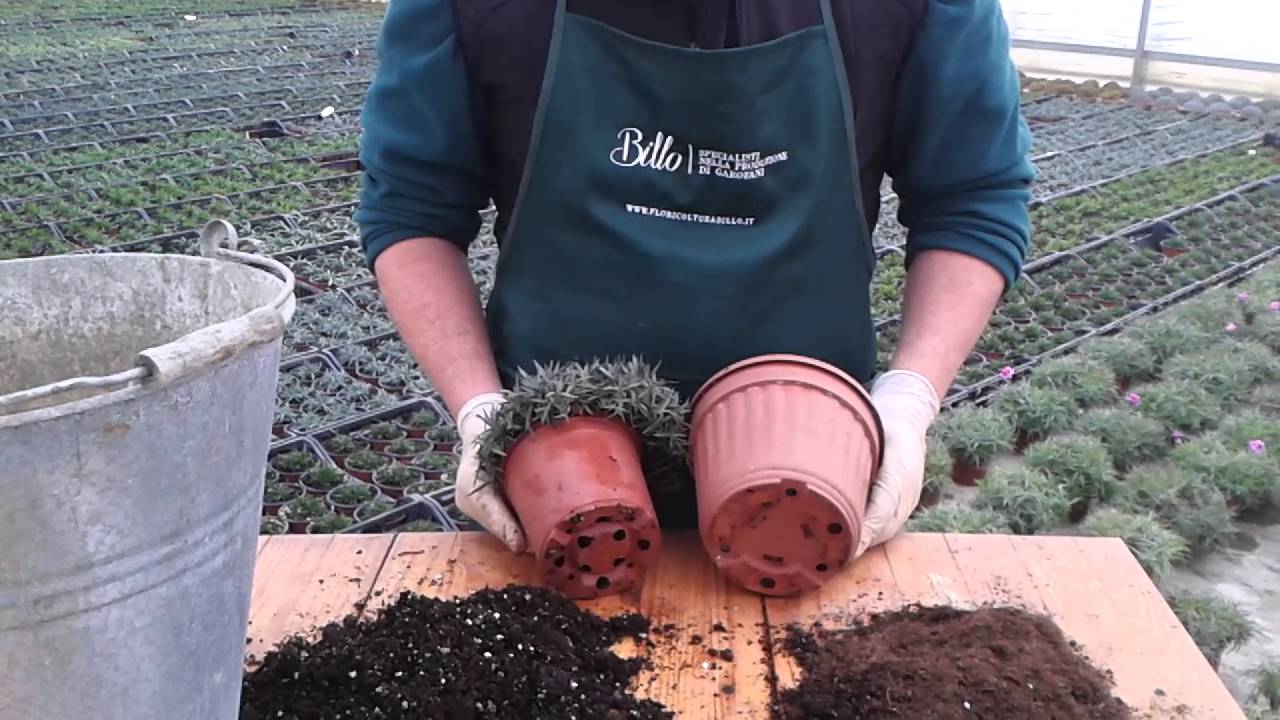 Rinvaso di un garofano