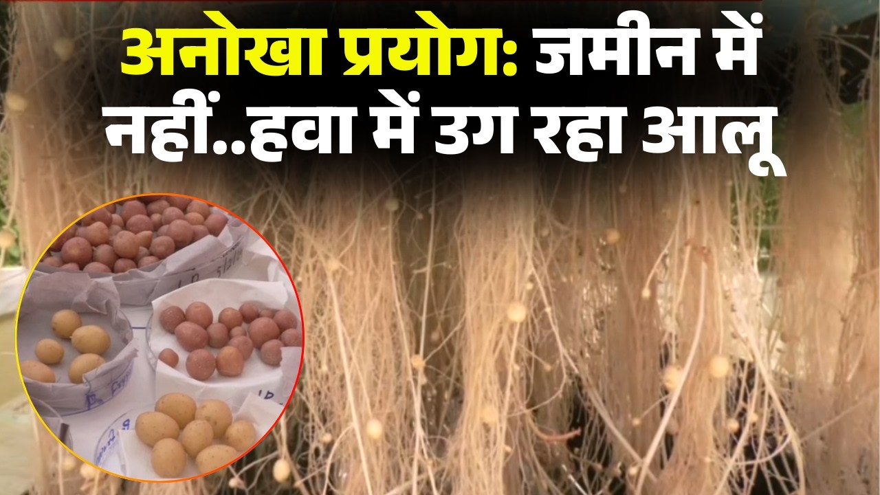 जमीन पर नहीं..अब हवा में उग रहा 'आलू'। Gwalior Agricultural University में अनोखा प्रयोग। देखिए..