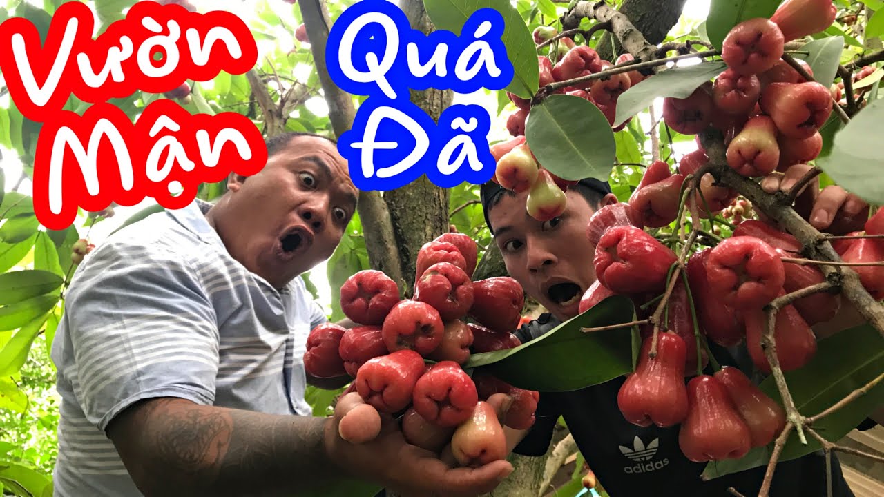 Thánh Xàm Lạc Vào Vườn Mận Say Quả Liền Đem Chấm Muối Ớt ăn đã thèm