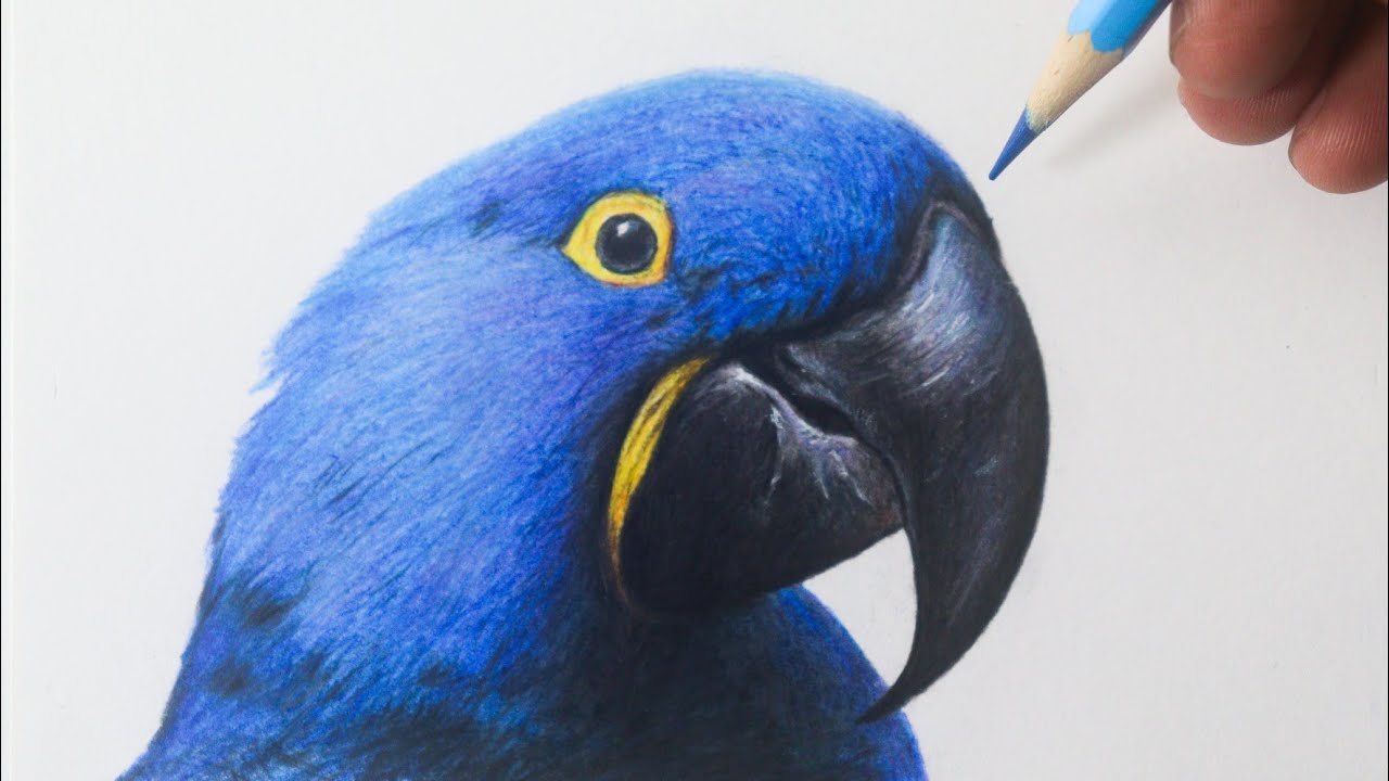 Como desenhar uma ARARA azul PASSO A PASSO narrado