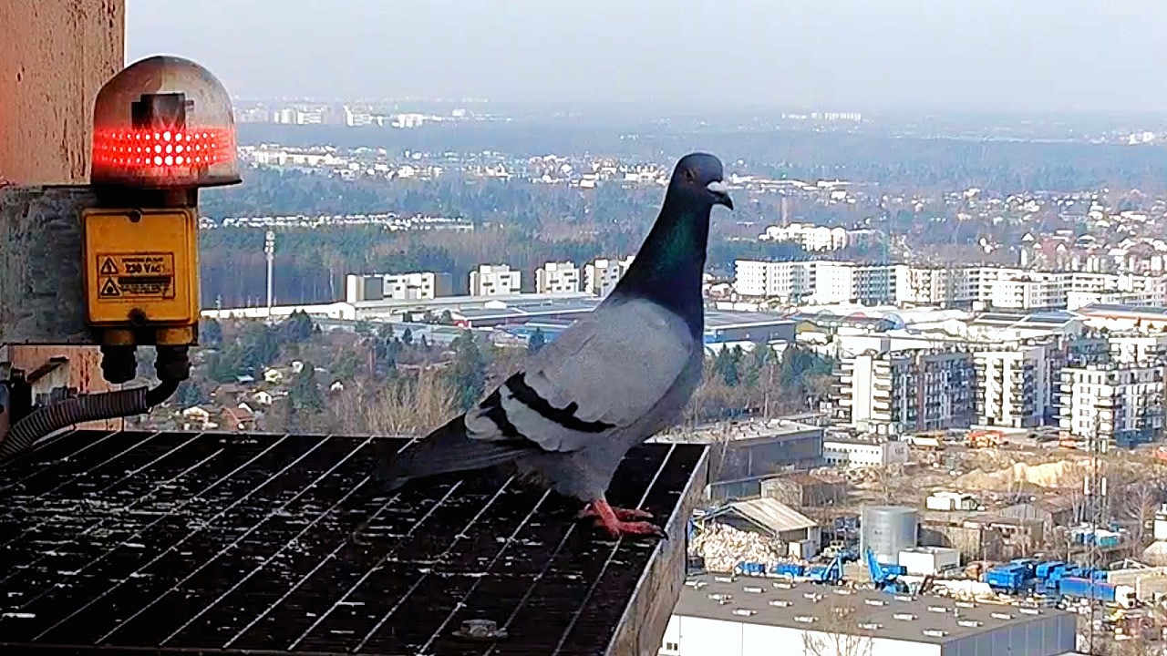 Gołąb na podeście 27 02 2026 Kawęczyn sokoły wędrowne gniazdo