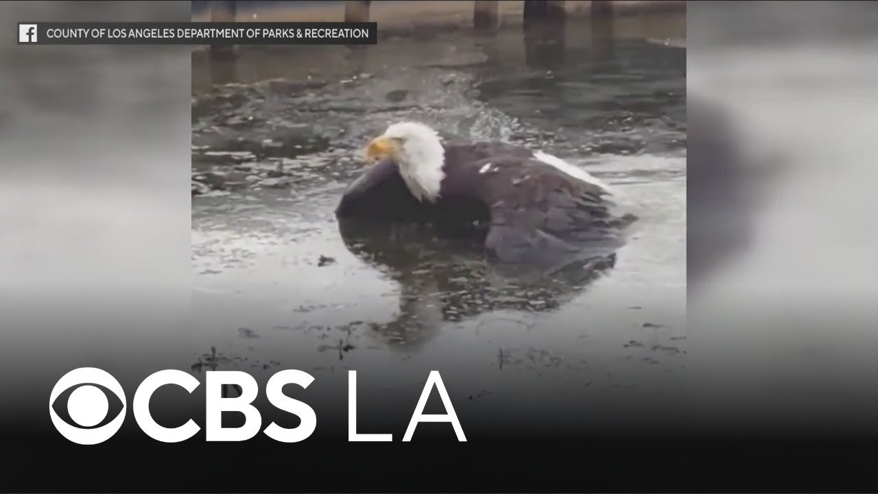 Injured Big Bear bald eagle rescued by Los Angeles wildlife officials