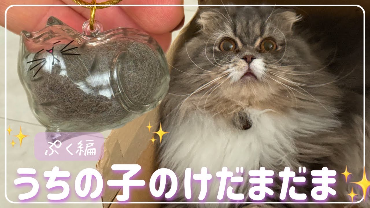 期待と現実…猫の毛でけだまだま作ってみたら想像以上にカオスに😂