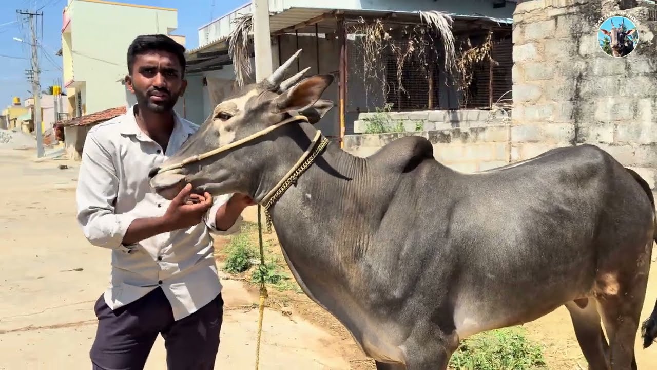 Upcoming Hallikar Stud Bull 👑 Born to Old Elagalli Kariya Bull