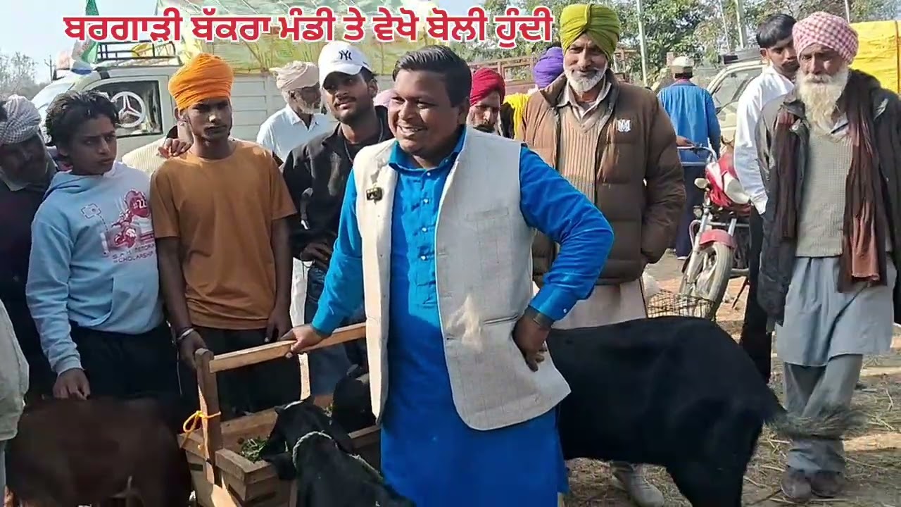 2 ਫਰਵਰੀ 2026 ਬਰਗਾੜੀ ਬੱਕਰਾ ਮੰਡੀ ਤੇ ਵੇਖੋ ਕਿਵੇਂ  ਬੋਲੀ ਲਗਦੀ #animals#farming #cattlef #goat #goats #cow 