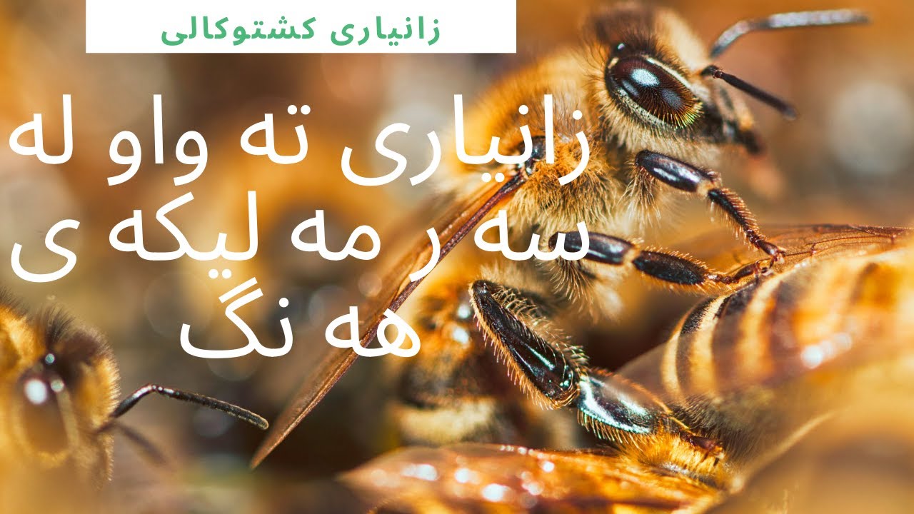 زانیاری تەواو لە سەر مەلیکەی هەنگ. 