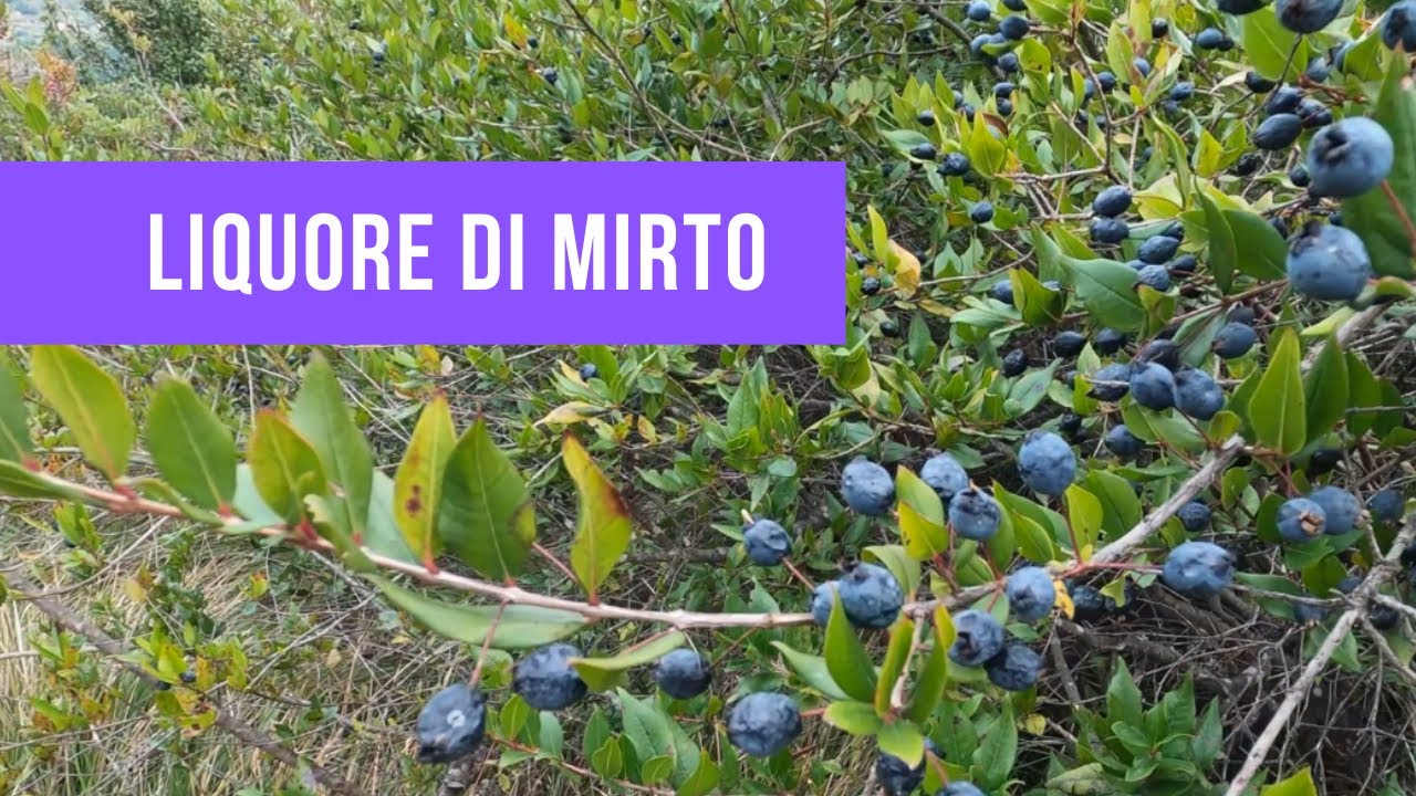 LIQUORE DI MIRTO