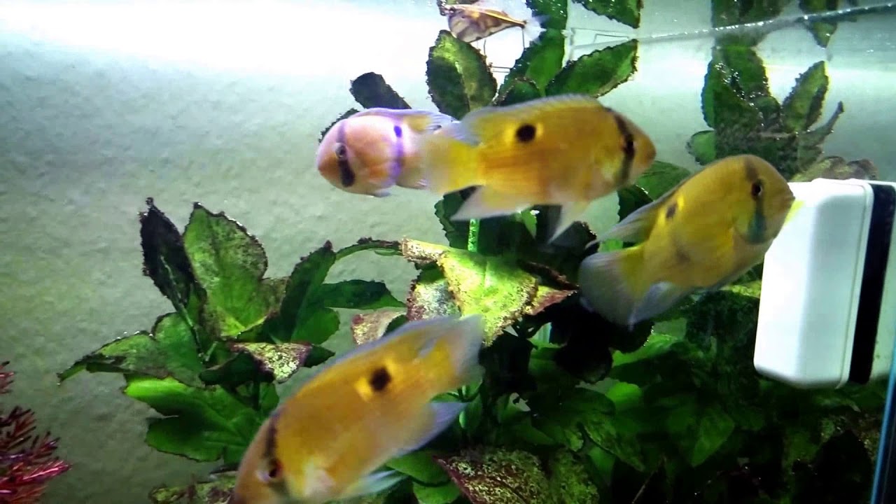 Maronibuntbarsch -- Cleithracara maronii