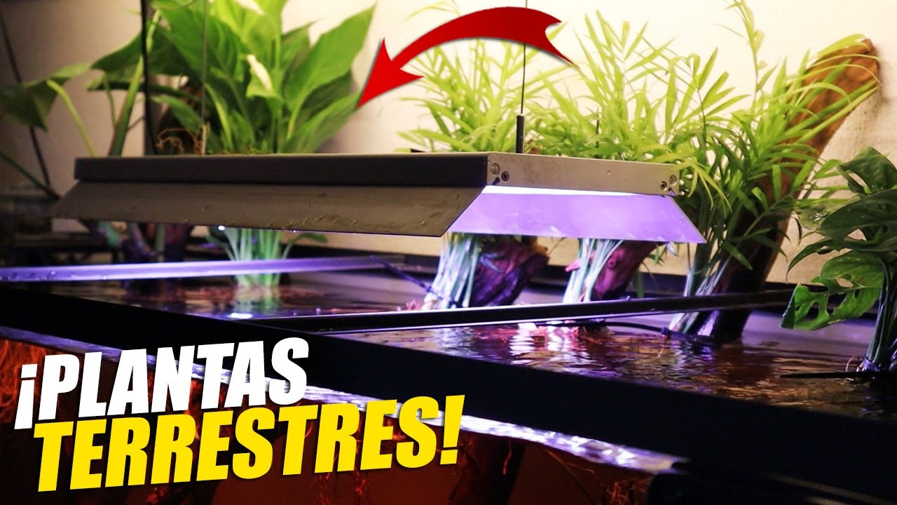 PLANTAS Terrestres Para Tu ACUARIO