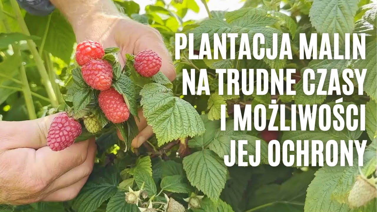 Plantacja malin na trudne czasy i możliwości jej ochrony