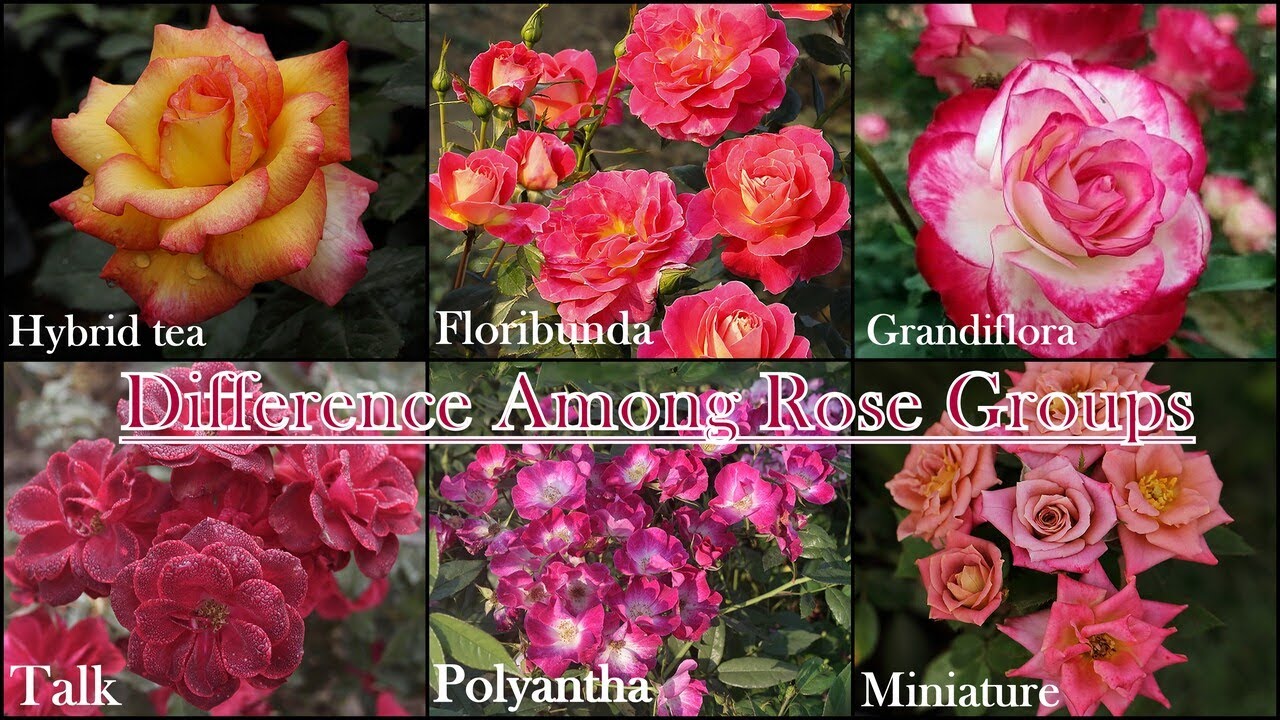 Episode: 35// Difference Between HT, Flory, Grandiflora, Mini, Poly and Talk variety of roses.