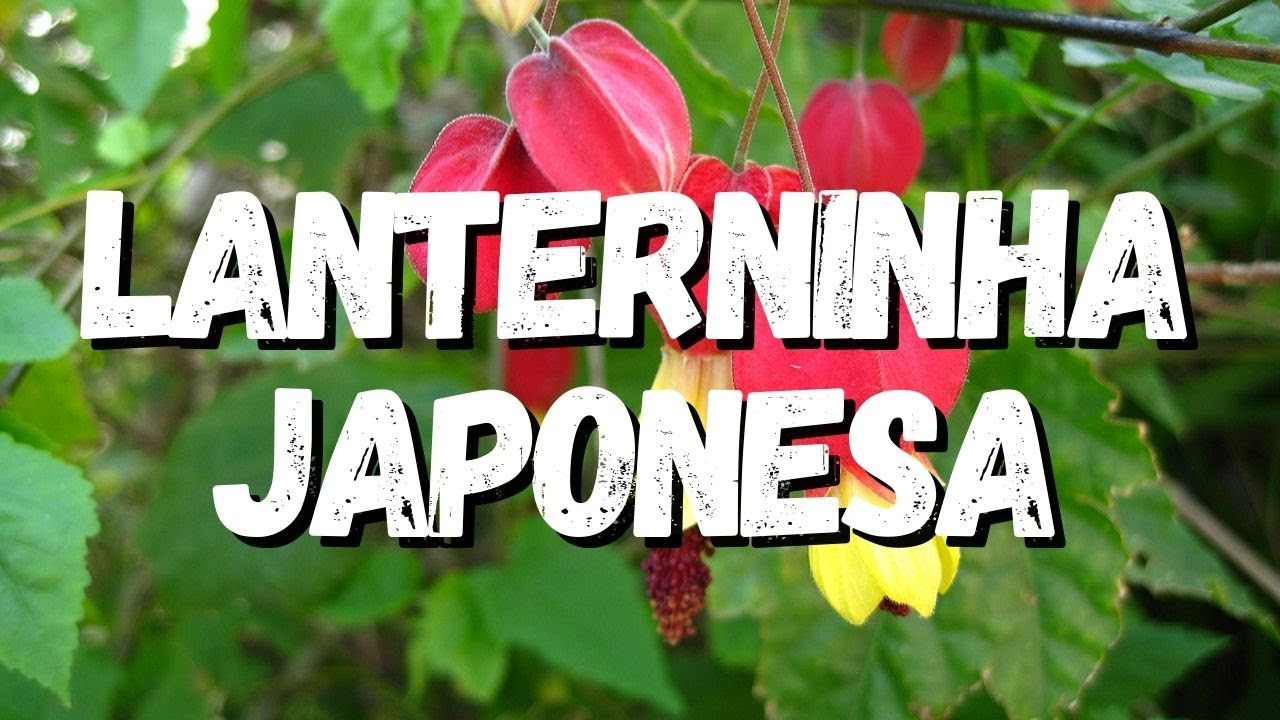 Lanterninha Japonesa: Guia Completo Desta Planta