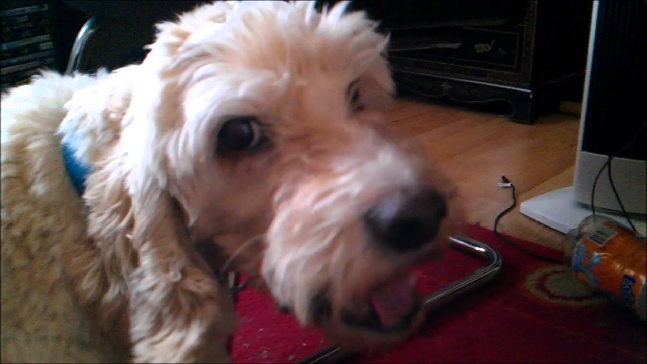 Adieu mon chien gratouille