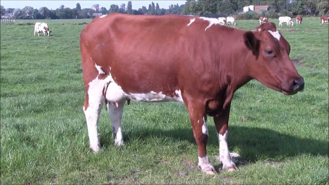 Red Holstein Friesian cows