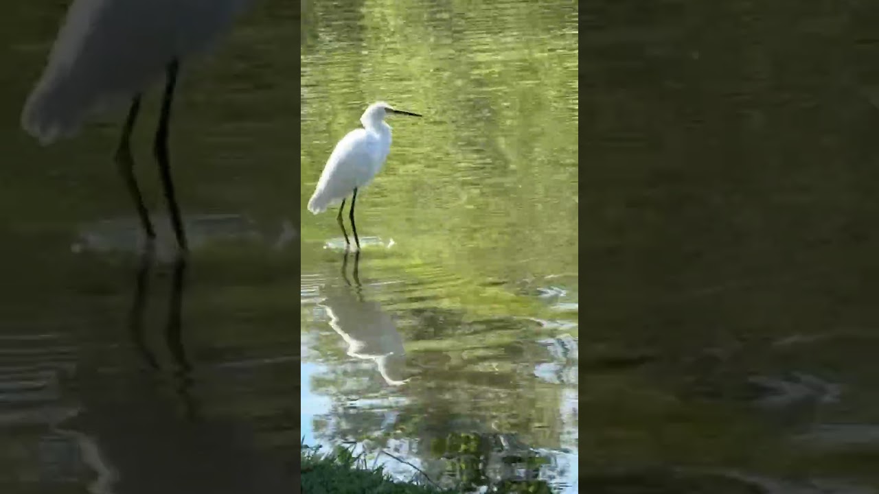 Cattle Egret Bird | Flying looking for Fish #shortsfeed #bird #looking #white #fly
