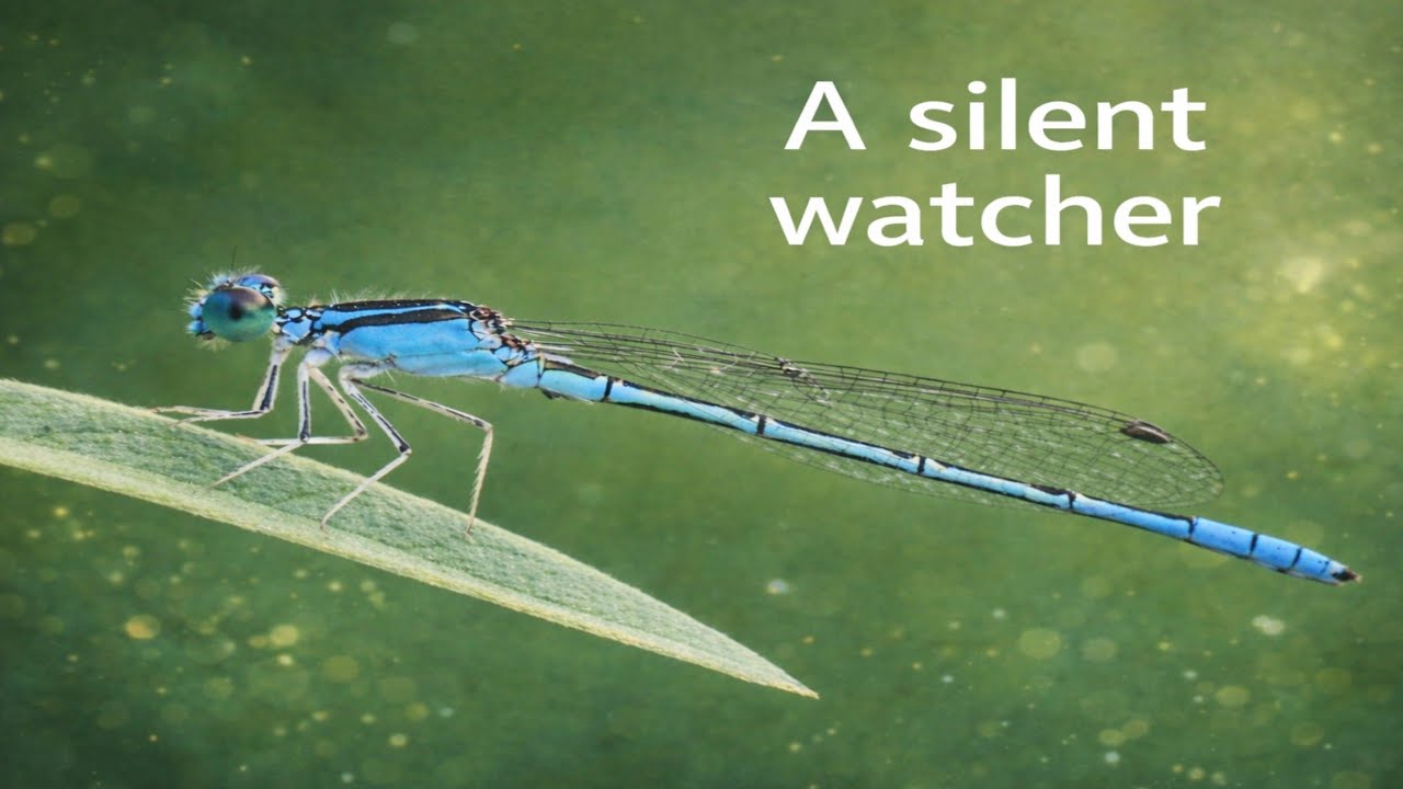 Blue-tailed Damselfly | A Silent Watcher of Nature.