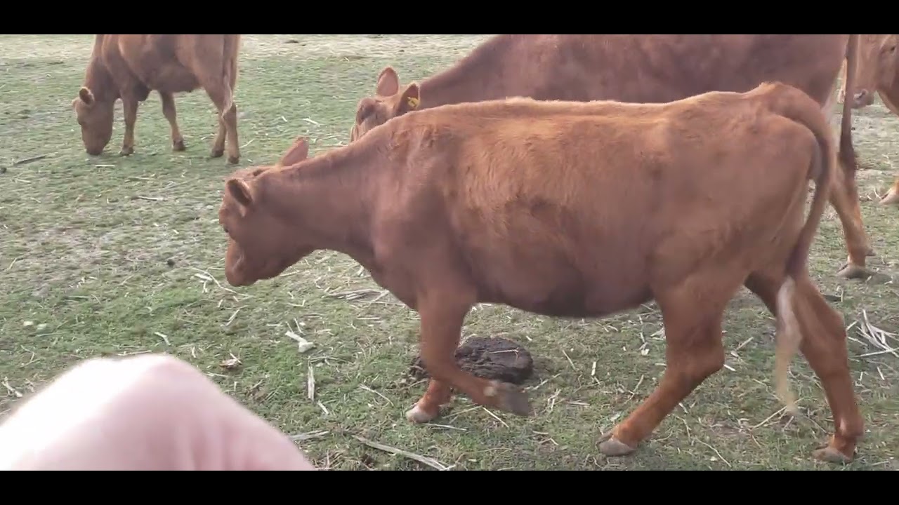 Cattle Cam - Spring is Coming!
