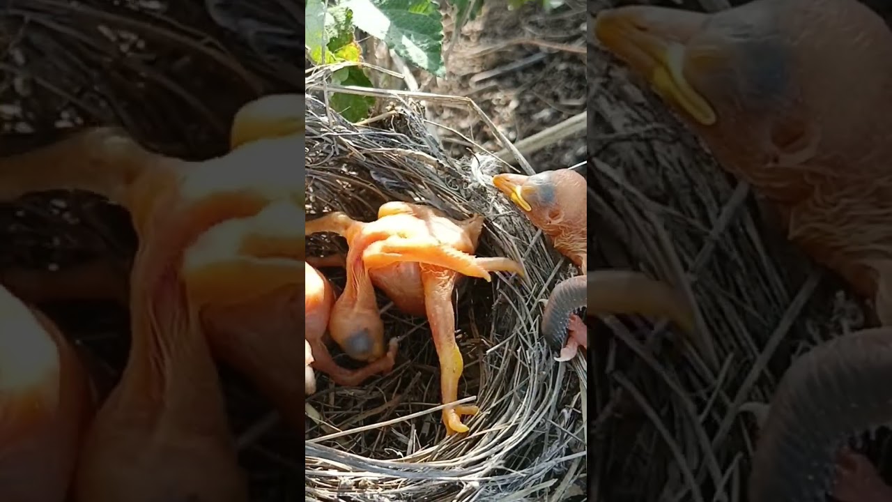 Cuckoo Conflict: The Struggle for Nest Dominance #shorts