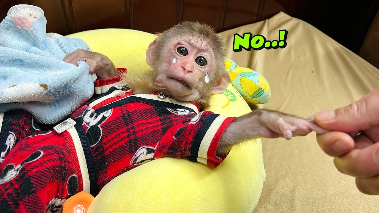 Oh no...! Monkey Xuka doesn't want to get up to brush her teeth and wash her face in the morning.