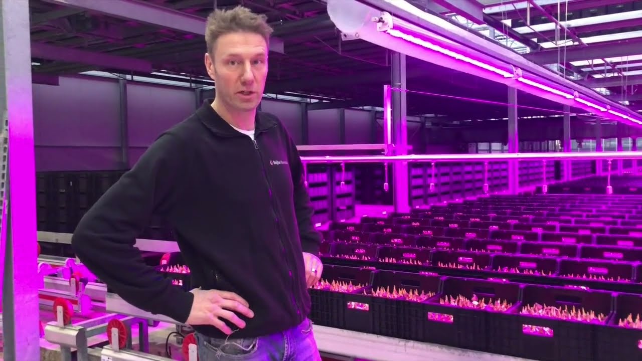 Tulpen van Sam kerst 2021