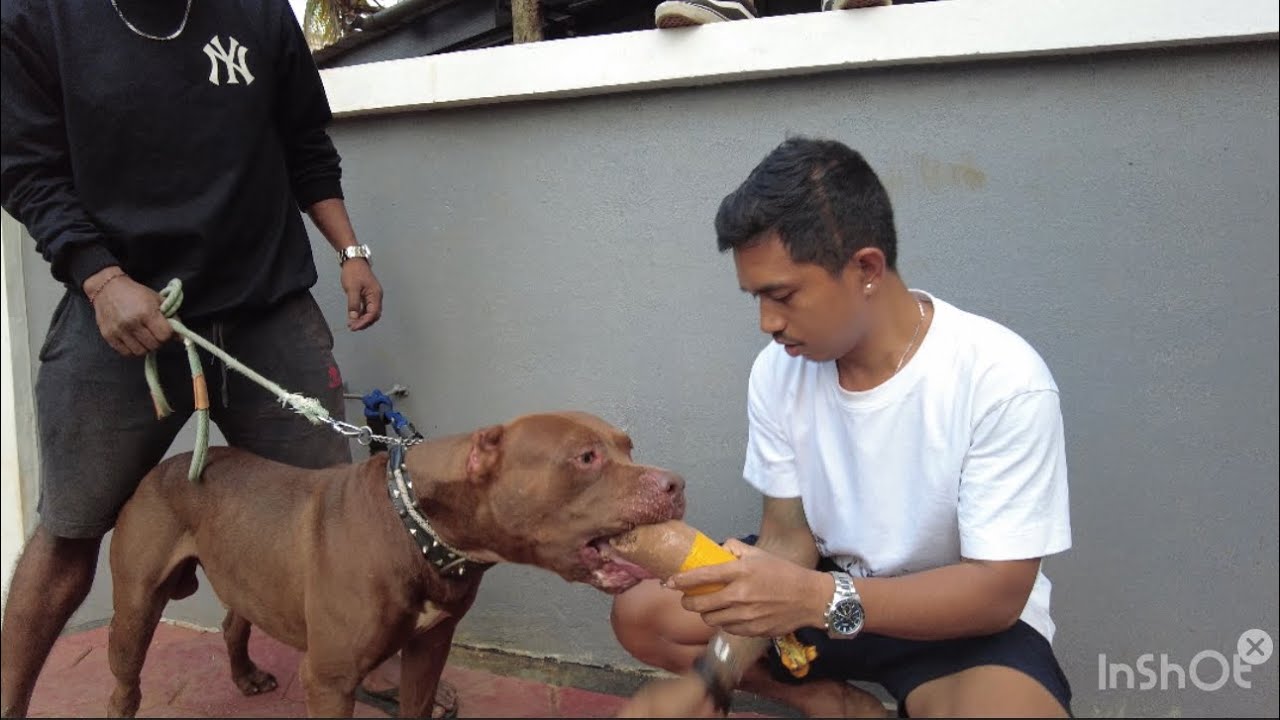 MUSSO LOMBA MAKAN LAWAN ANJING ROTTWEILER MILIK @Aleta Molly