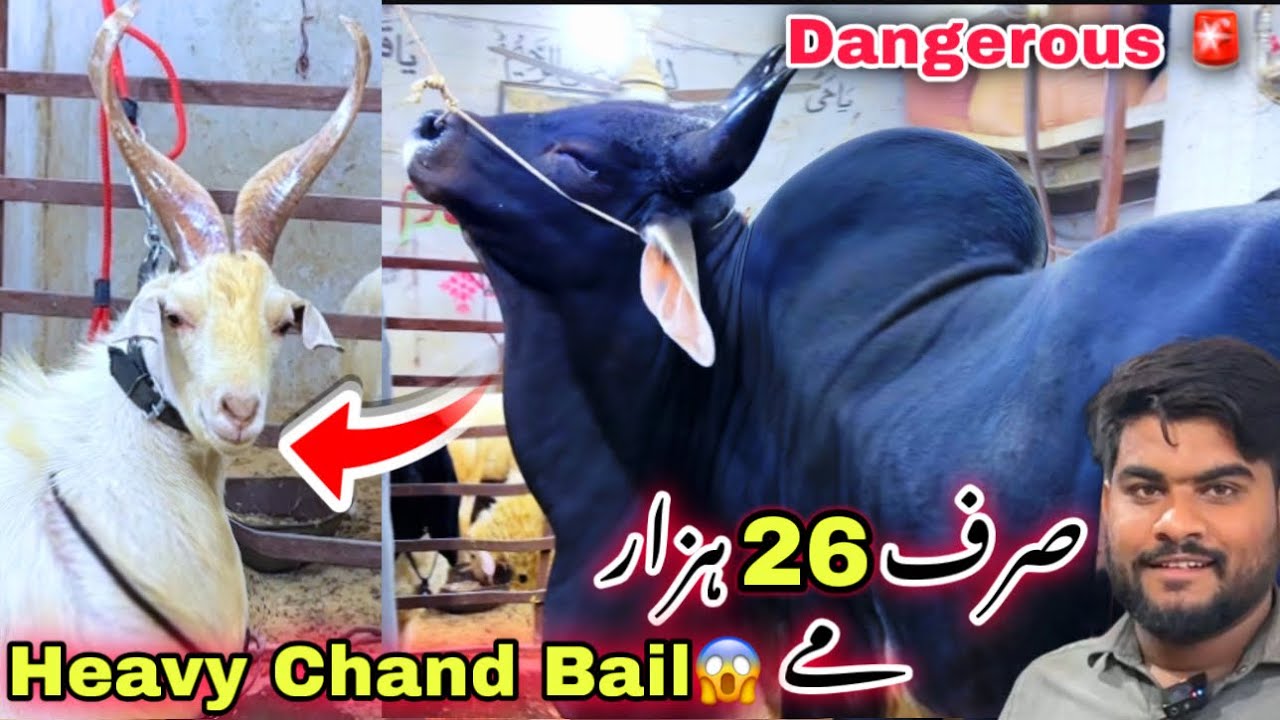 Ghar Me Heavy Chand Bail 😱 | Lalukhet Ka Ghar Me Sasti Bakra Mandi | Dangerous Qurbani 2026