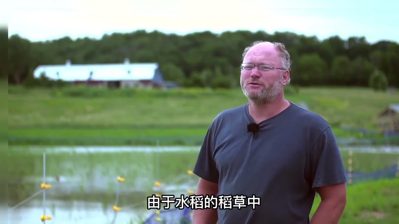 美国人种植的水稻田，为什么也开始学着养鸭子了？