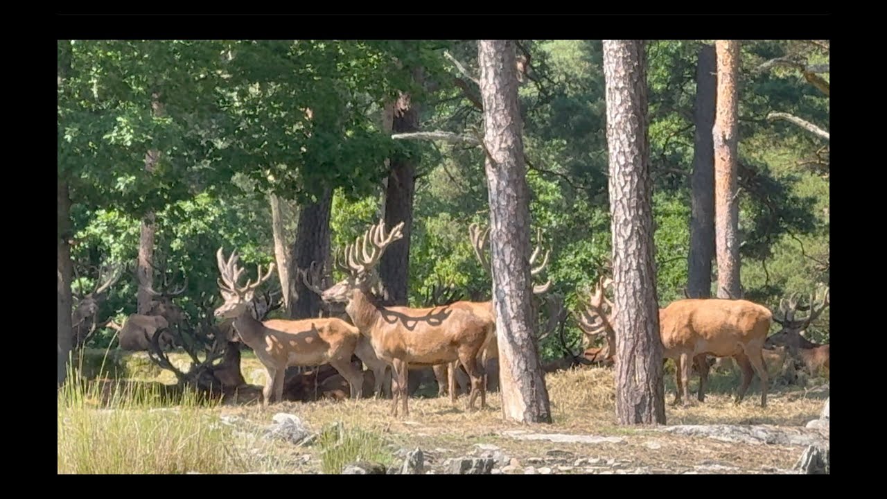 Eriksbergs Vilt & Natur Trensum Blekinge 20 juli 2025