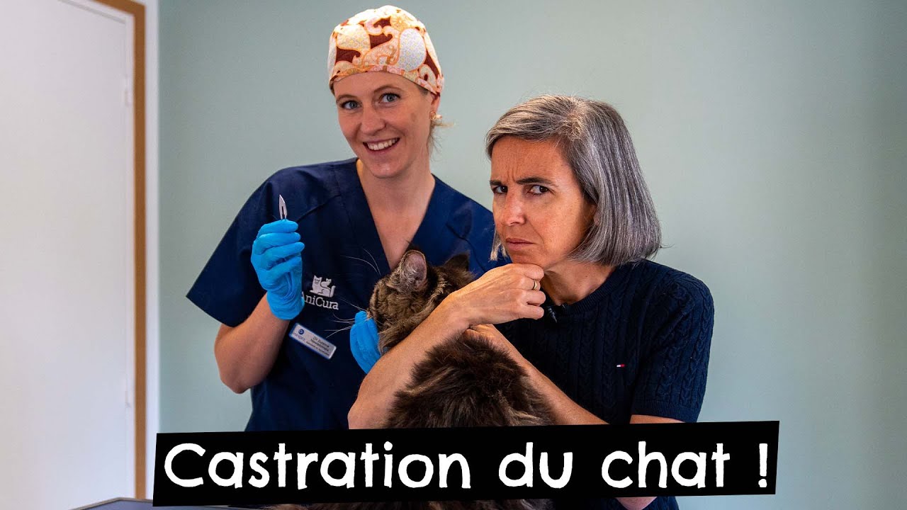 Castration du chat ! 🐱