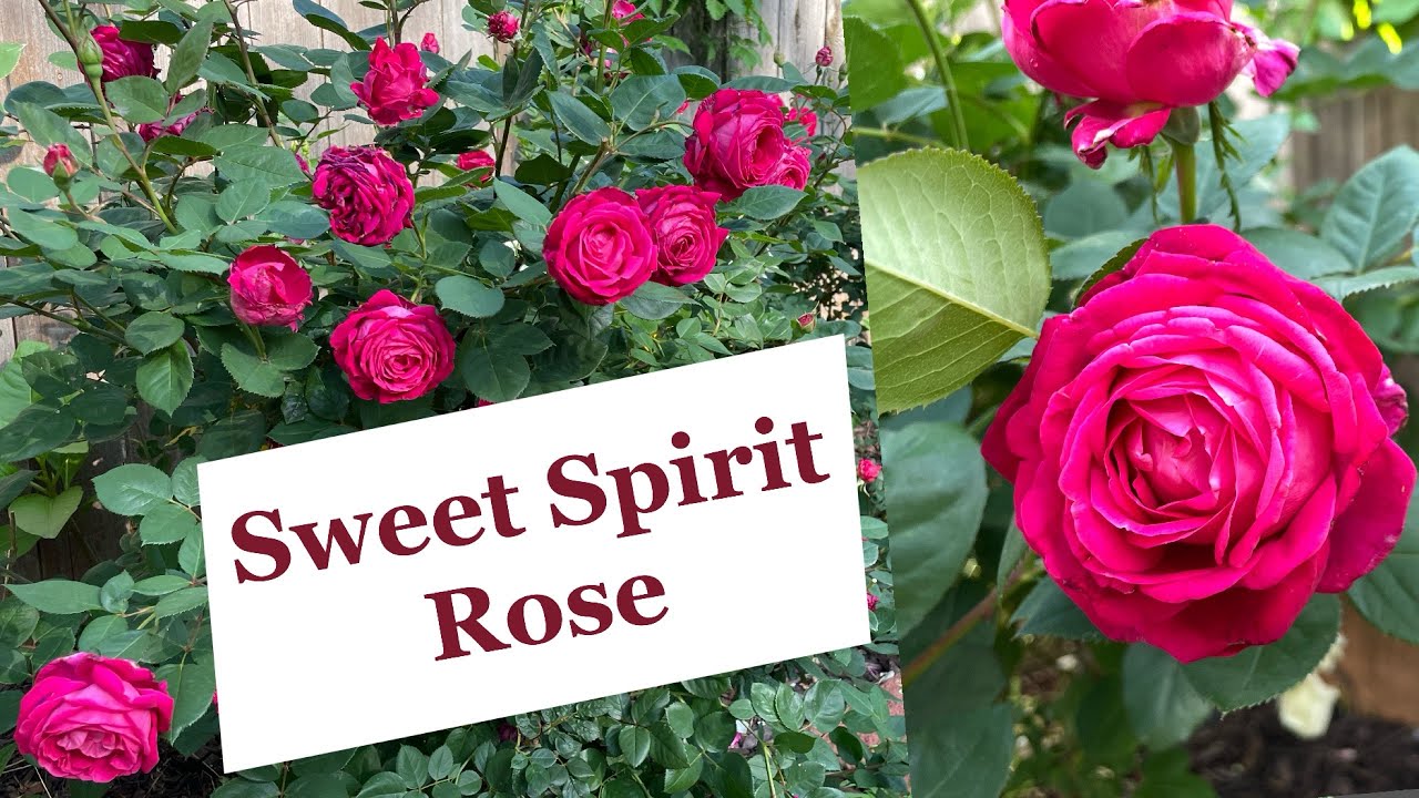 Sweet Spirit Rose — Year 3