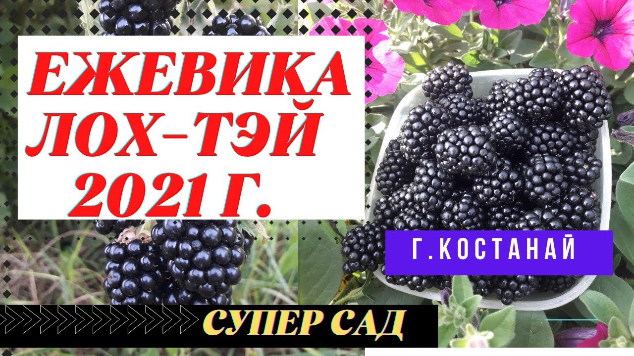 Сорт ежевики ЛОХ-ТЭЙ -лучший сорт ежевики для дачи #ежевикалохтэй  #лохтэйежевика #лучшийсортежевики