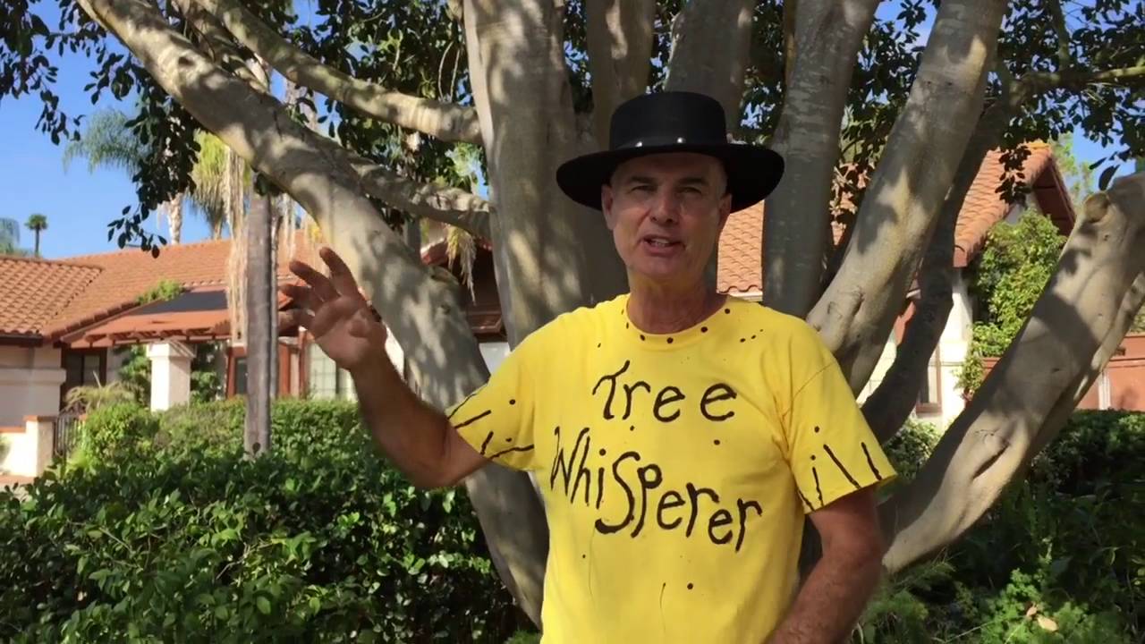 Ficus Tree Pruning with Gary Walker, The Tree Whisperer