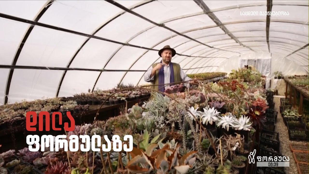 Gardenia shevardnadze