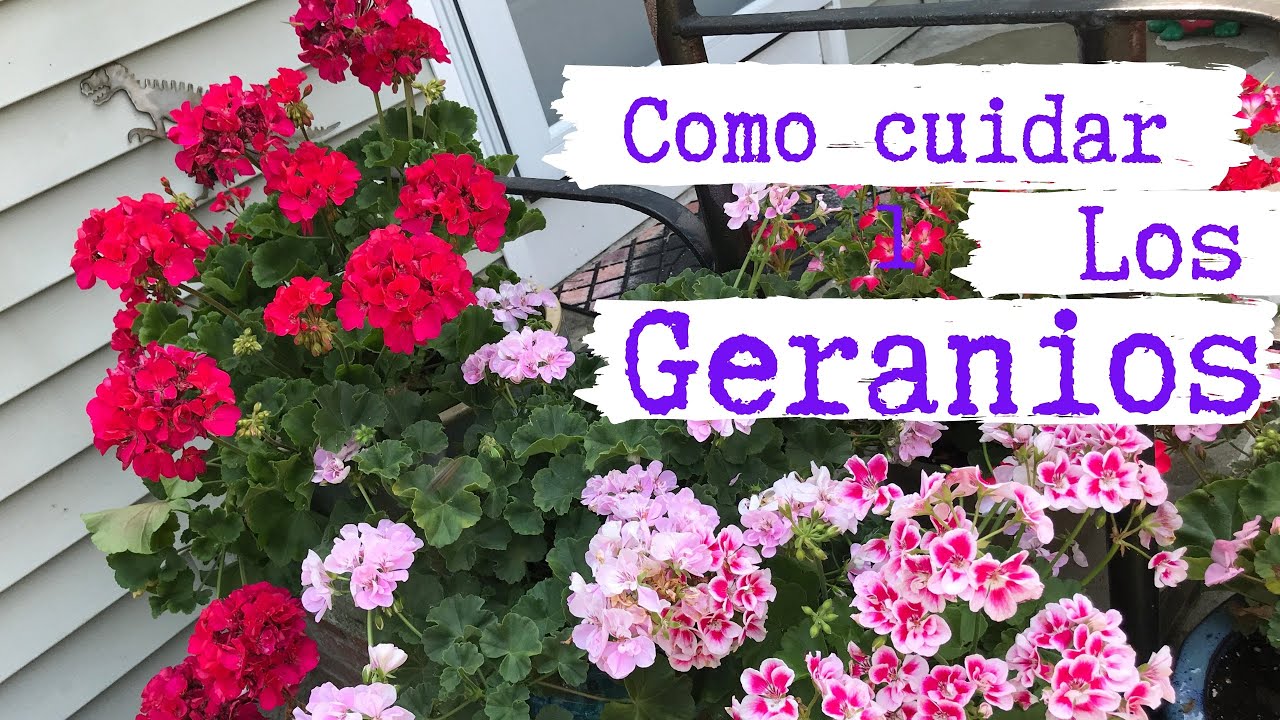 Como cuidar los geranios//novios//malvones//malva(tour por mis geranios)