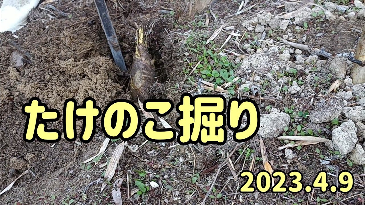 たけのこ掘り～だんだんと深い場所から生えてきます #筍#竹林