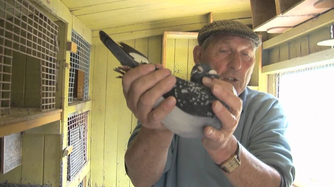 The Homing Instinct - Documentary - Full Film (with Subtitles)