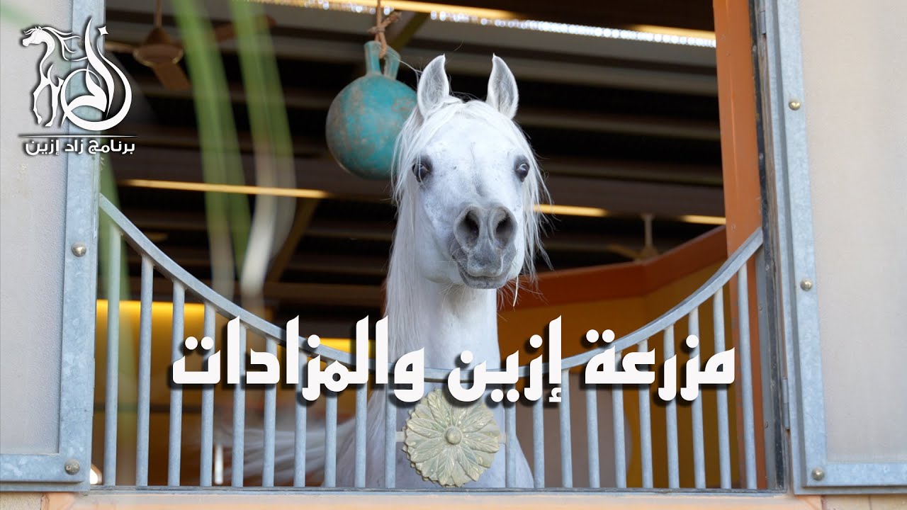 برنامج زاد إزين - الحلقة (11) مزرعة الزين والمزادات
