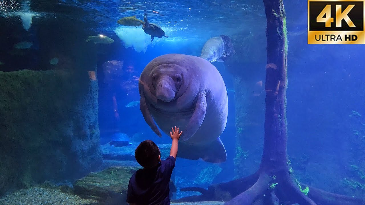 The Dallas World Aquarium walk thru - Texas [4K]