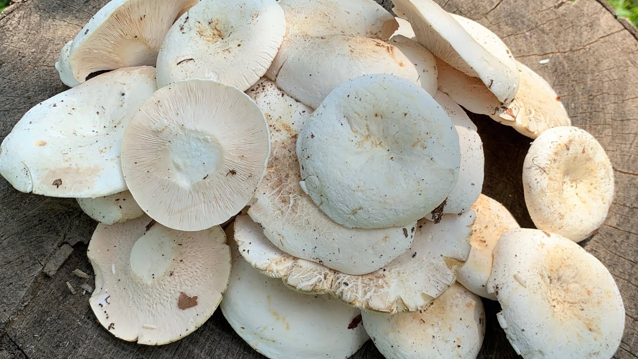 Mycology Lactifluus piperatus (Blancaccio), Peppery Milk-cap, Iutari(Laptuca), Pfeffer-Milchling