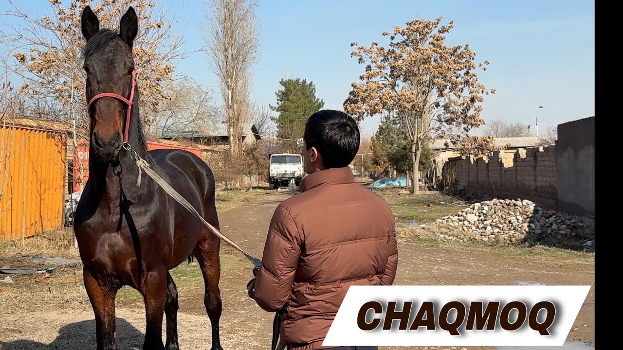 Yangiyo’lning zotdor chaqmoq laqabli oti sotuvga chiqdi