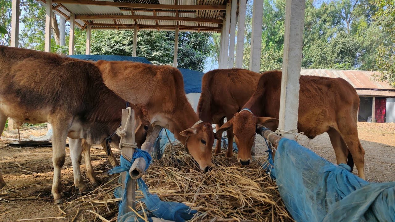 Too Cute! Baby Calves Enjoying Their Hay Meal 🐄 | Relaxing Farm Video