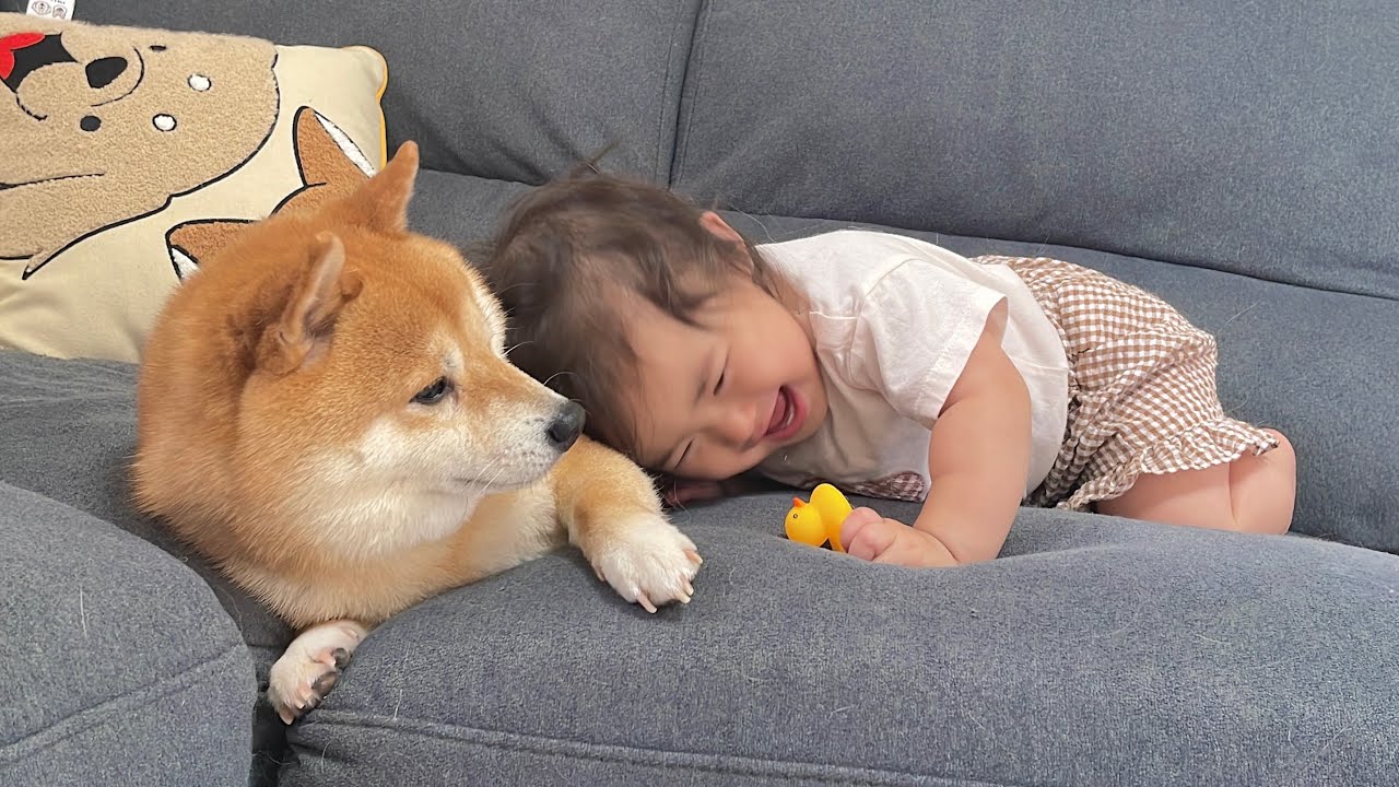 1歳児の独特な愛情表現も寛大な心で受け入れる豆柴