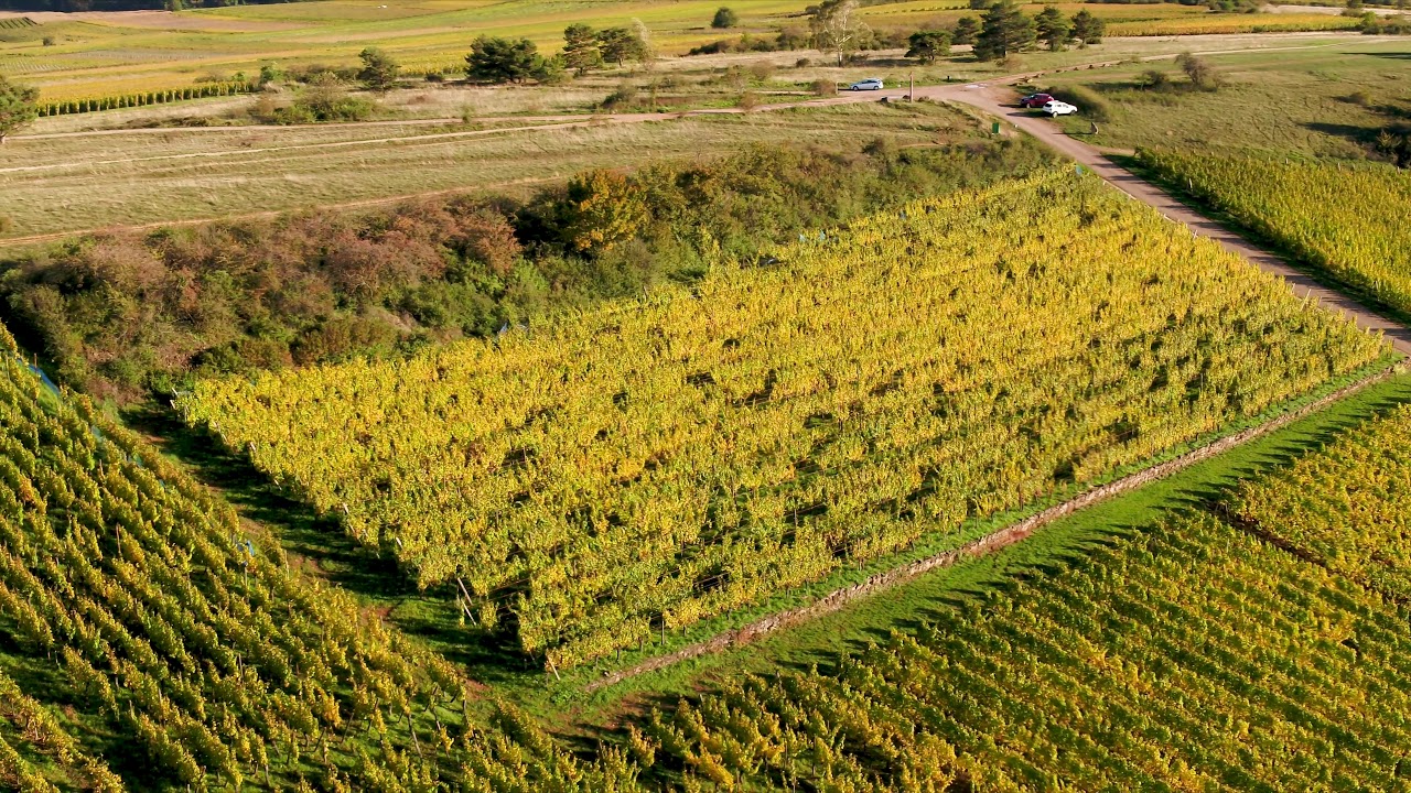 Bollenberg vignoble