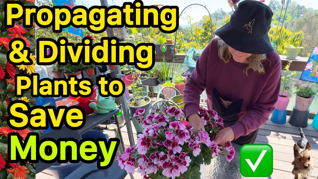 TIPS How To Propagate Geranium Cuttings & Divide for FREE Plants for a Garden or Container Gardening