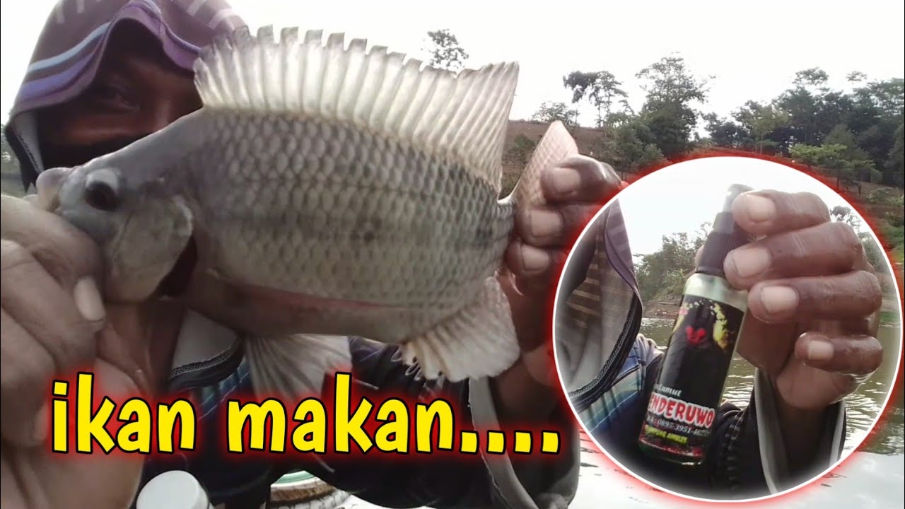 essen nila liar paling jitu dan ampuh‼️mancing nyobok di waduk logung