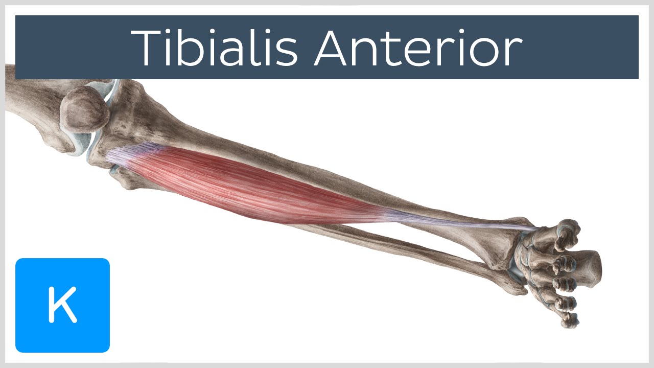 Tibialis Anterior Muscle - Origins & Function - Human Anatomy | Kenhub