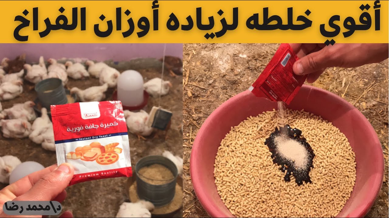 اقوي طريقه لزياده وزن الفراخ الي ٣ كيلو واستخدم الخميره بطريقه صحيحه مع الدكتور